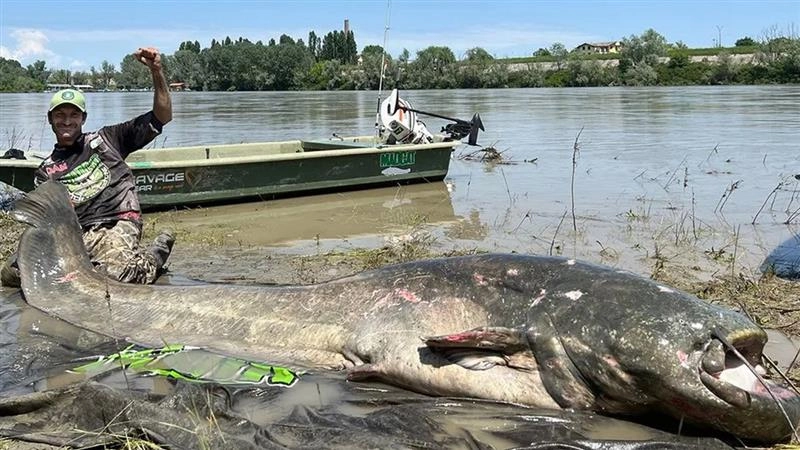 9-Foot Catfish: ইউরোপের দীর্ঘতম নদী থেকে ধরা পড়ল সবচেয়ে বড় মাছ, ৯ ফুটের দানব ক্যাটফিশ দেখে চক্ষুচড়ক গাছ
