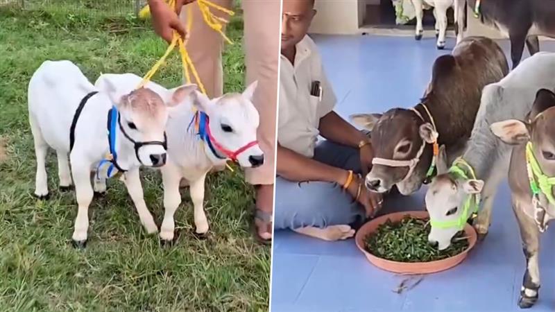 Punganur Cow: বিশ্বের সবচেয়ে ছোট গরু 'পুঙ্গানুর' নিয়ে অজানা কথা