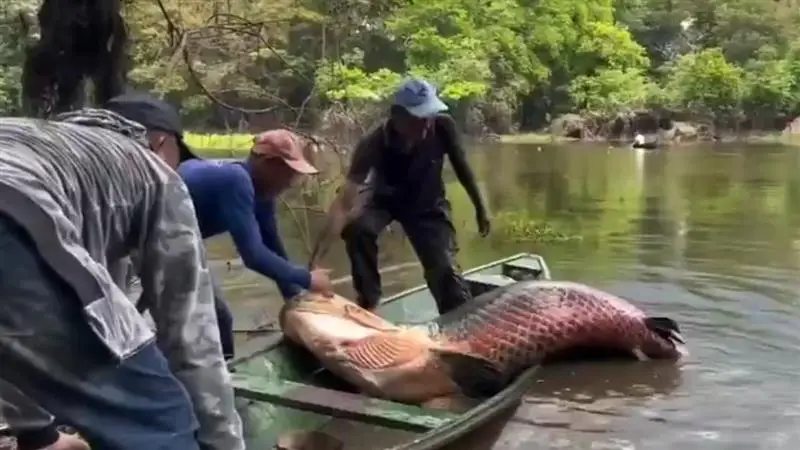 Amazon Fish Caught Video: অ্যামাজনে ধরা পড়ল বিশালাকার মাছ, দেখুন ভাইরাল ভিডিও