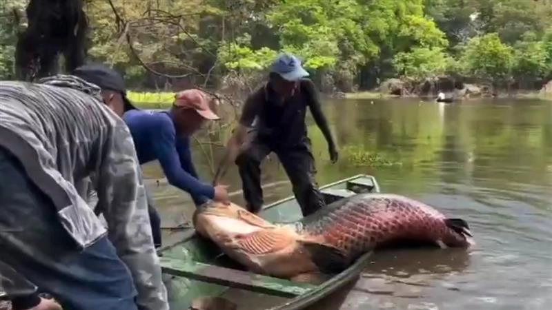 Amazon Fish Caught Video: অ্যামাজনে ধরা পড়ল বিশালাকার মাছ, দেখুন ভাইরাল ভিডিও
