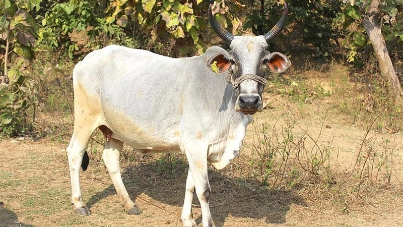 Cow Attack Video: বৃদ্ধের পিছনে দৌঁড়ে, ফেলে, শিং দিয়ে গুতনো শুরু করল গরু, দেখুন ভয়ঙ্কর ভিডিয়ো