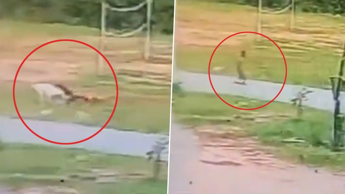 Horrific Dog Attack Video: ৩টি কুকুর ক্ষতবিক্ষত করে দিল, পাঁচ বছরের শিশুকে ছিঁড়ে খাওয়ার উপক্রম, দেখুন ভিডিয়ো