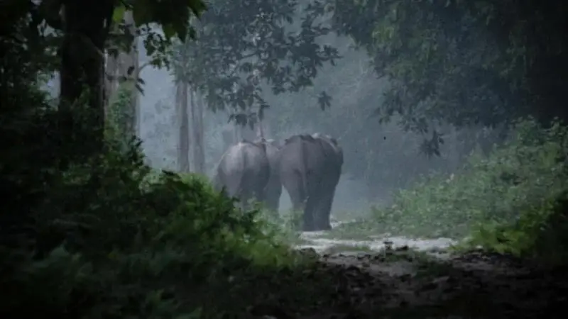 Dooars Forest Re-Open: ১৬ সেপ্টেম্বর থেকে পর্যটকদের জন্য খুলে যাচ্ছে ডুয়ার্সের জঙ্গল, নবরূপে সেজে উঠছে গোরুমারা ও জলদাপাড়া