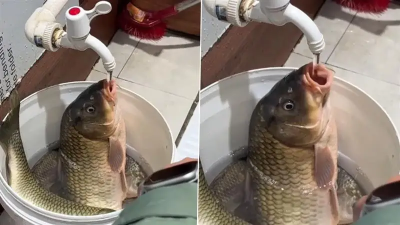 Viral Video: কলের নীচে মুখ খুলে জল খাচ্ছে মাছ, ভাইরাল ভিডিয়ো দেখে অস্থির দুনিয়া