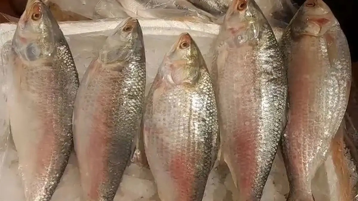 Durga Puja 2025: দুর্গা পুজোর আগে পদ্মার ইলিশ এল বটে, তবে দাম আকাশ ছোঁয়া
