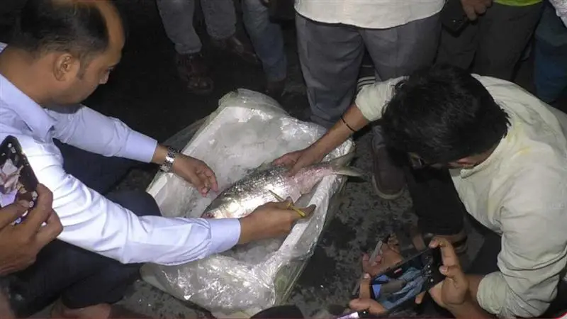 Hilsa Fish From Bangladesh: শারদ উৎসবের আগেই বঙ্গে আসলো পদ্মার ইলিশ, আটটি ট্রাকে প্রায় ৩৮ মেট্রিক টন রুপালি শস্য পদ্মার ইলিশ ঢুকল ভারতে