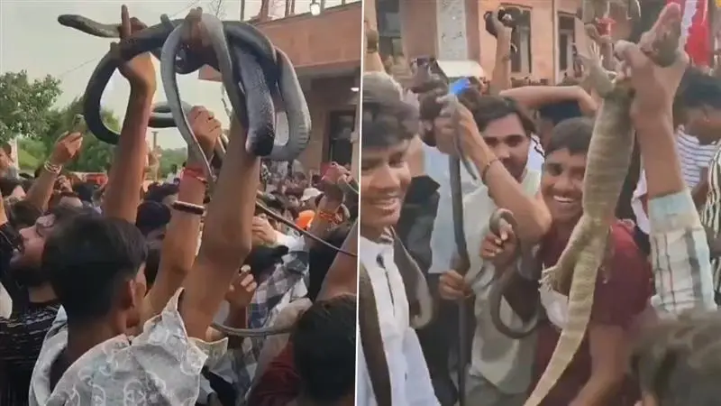 People Dance With Snakes Video: মোটা মোটা জ্ব্যান্ত সাপ হাতে তুলে, মাথায় ধরে নাচছে মানুষ, দেখুন ভাইরাল ভিডিয়ো
