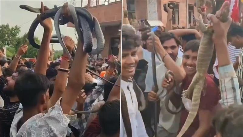 People Dance With Snakes Video: মোটা মোটা জ্ব্যান্ত সাপ হাতে তুলে, মাথায় ধরে নাচছে মানুষ, দেখুন ভাইরাল ভিডিয়ো