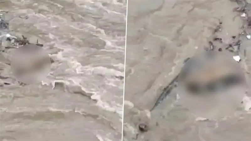 Uttarakhand Leopard Viral Video: বৃষ্টিতে লণ্ডভণ্ড উত্তরাখণ্ড, জলের স্রোতে ভেসে এল চিতাবাঘ, ভাইরাল ভিডিয়ো