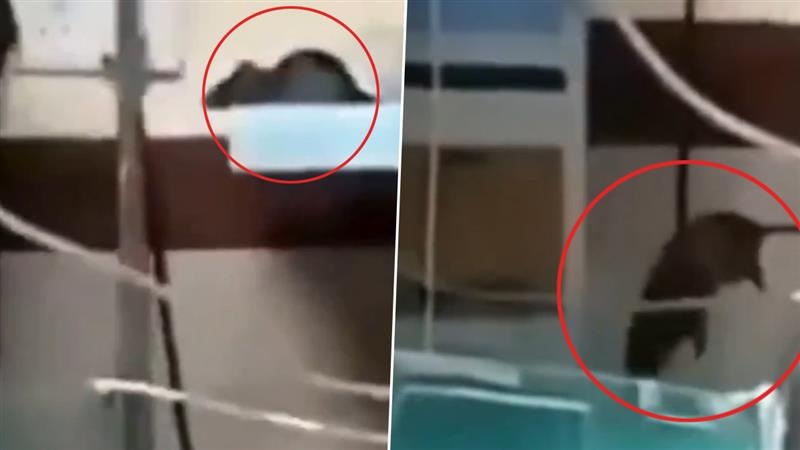 Shocking Video: দেখুন হাসপাতালের কী হাল! NICU ইউনিটে ২ সদ্যজাতর হাত কামড়ে ধরল ইঁদুর, ভাইরাল ভিডিয়ো