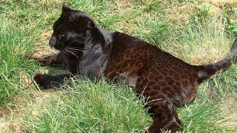 Panther Video: বাড়িতে গুপ্ত ঘাতকের হানা, প্যান্থারের আগমণে ভয়ে সিঁটিয়ে গেল মানুষ, দেখুন ভিডিয়ো