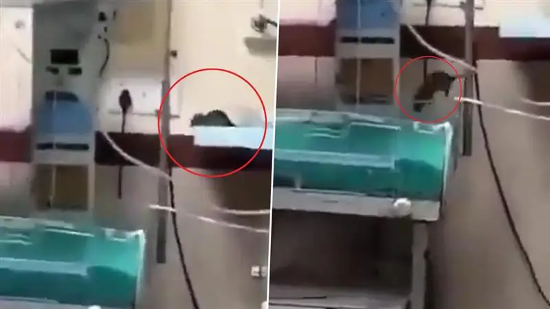 Newborn Attacked By Rat: সদ্যজাতর দেহ খুবলে খেল ইঁদুর, হাসপাতালে মৃত্যু শিশুর