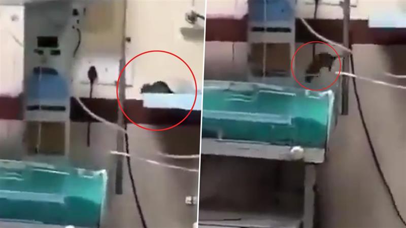 Newborn Attacked By Rat: সদ্যজাতর দেহ খুবলে খেল ইঁদুর, হাসপাতালে মৃত্যু শিশুর