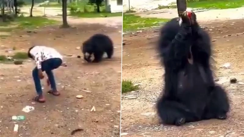 Viral Video: রিল ভিডিয়োর 'পাগলামি', ভল্লুককে কোল্ড ড্রিঙ্ক দিচ্ছেন এই যুবক, দেখুন ভিডিয়ো