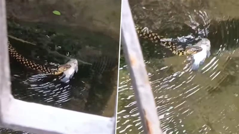 Viral Video Of Kolkata Rain: কলকাতার বৃষ্টির জলে মাছ মুখে নিয়ে সাঁতার কাটছে সাপ, ভাইরাল ভিডিয়ো