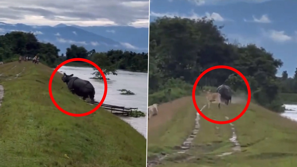 Darjeeling Flood: বন্যার জলে ভাসছে গন্ডার, জলের স্ত্রোতে ভেসে গিয়েছে একাধিক বন্য প্রাণী, দেখুন ভিডিয়ো