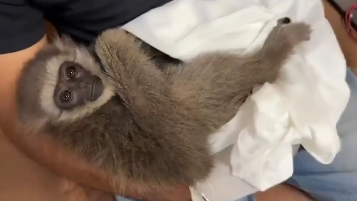 Mumbai Airport: মুম্বই বিমানবন্দর থেকে উদ্ধার বিলুপ্ত প্রজাতির প্রাণী, পাচার করতে গিয়ে গ্রেফতার মালেশিয়ার এক নাগরিক
