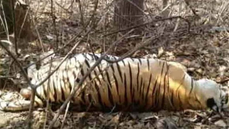 Kanha Tiger Reserve: কানহা টাইগার রিজার্ভে ১টি বাঘ ও ২টি শাবকের মৃত্যু
