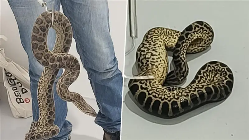 Anacondas Seized at Mumbai Airport: মুম্বই বিমানবন্দরে ধরা পড়ল ৪টি অ্যানাকোন্ডা!