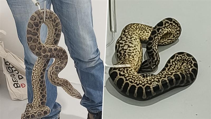 Anacondas Seized at Mumbai Airport: মুম্বই বিমানবন্দরে ধরা পড়ল ৪টি অ্যানাকোন্ডা!