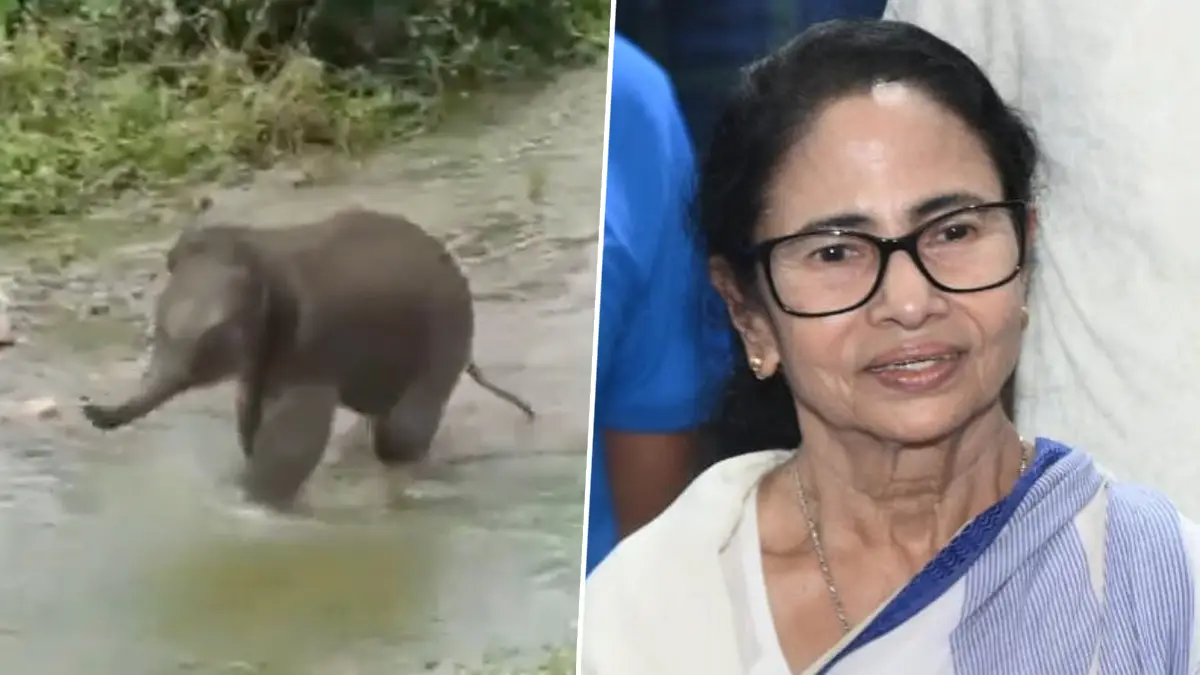CM Mamata Banerjee: বন্যার জলে ভেসে এসেছিল, উত্তরবঙ্গ সফরে গিয়ে হস্তিশাবকের নামকরণ করলেন মুখ্যমন্ত্রী