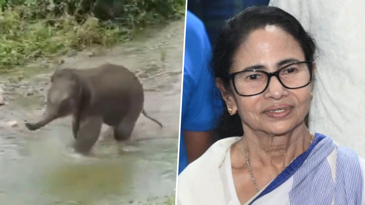CM Mamata Banerjee: বন্যার জলে ভেসে এসেছিল, উত্তরবঙ্গ সফরে গিয়ে হস্তিশাবকের নামকরণ করলেন মুখ্যমন্ত্রী