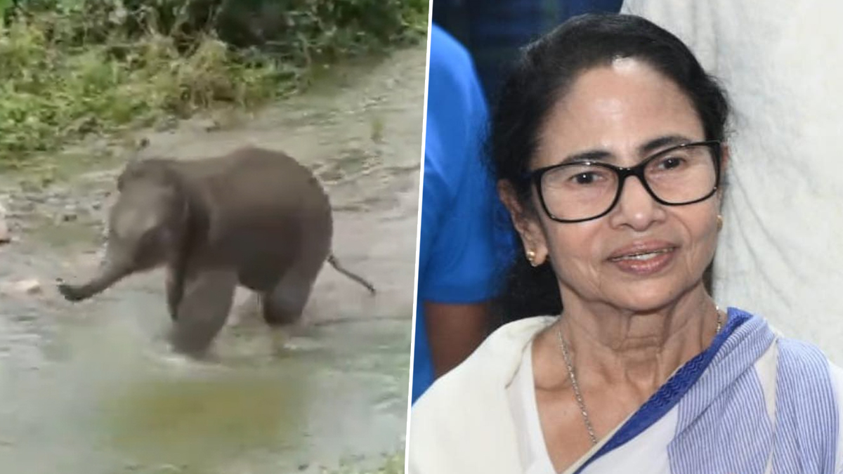 CM Mamata Banerjee: বন্যার জলে ভেসে এসেছিল, উত্তরবঙ্গ সফরে গিয়ে হস্তিশাবকের নামকরণ করলেন মুখ্যমন্ত্রী
