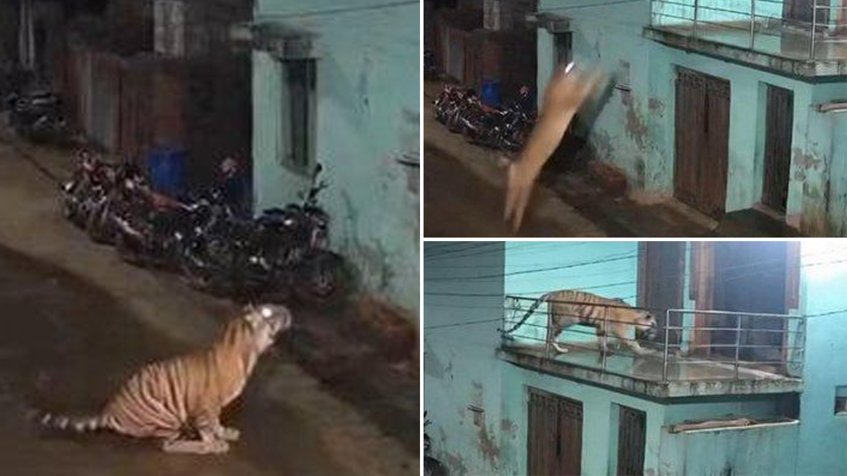 Tiger’s Stunning 18-Foot Leap: এক লাফে একেবারে ১৮ ফুট ঝাঁপ বাঘের, রাস্তা থেকে সোজা দোতলার বারন্দায় উঠে গেলেন শার্দুল