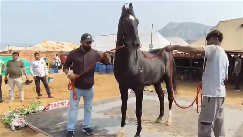 Pushkar Fair 2025: পুষ্কর পশুমেলায় ঘোড়ার দর উঠল ১৫ কোটি টাকা! কী এমন আছে এই ঘোড়াটিতে