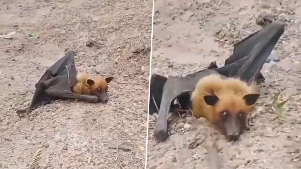 Viral Video: শিয়াল নাকি বাদুর? রাজস্থানে সন্ধান পাওয়া গেল বিচিত্র প্রাণীর, উদ্ধার করল বন দফতর