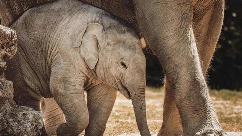 Viral Video: জ়ুবিন গর্গের গান শুনে মাথা দুলিয়ে নাচছে ছোট্ট হাতি, ভাইরাল ভিডিয়ো