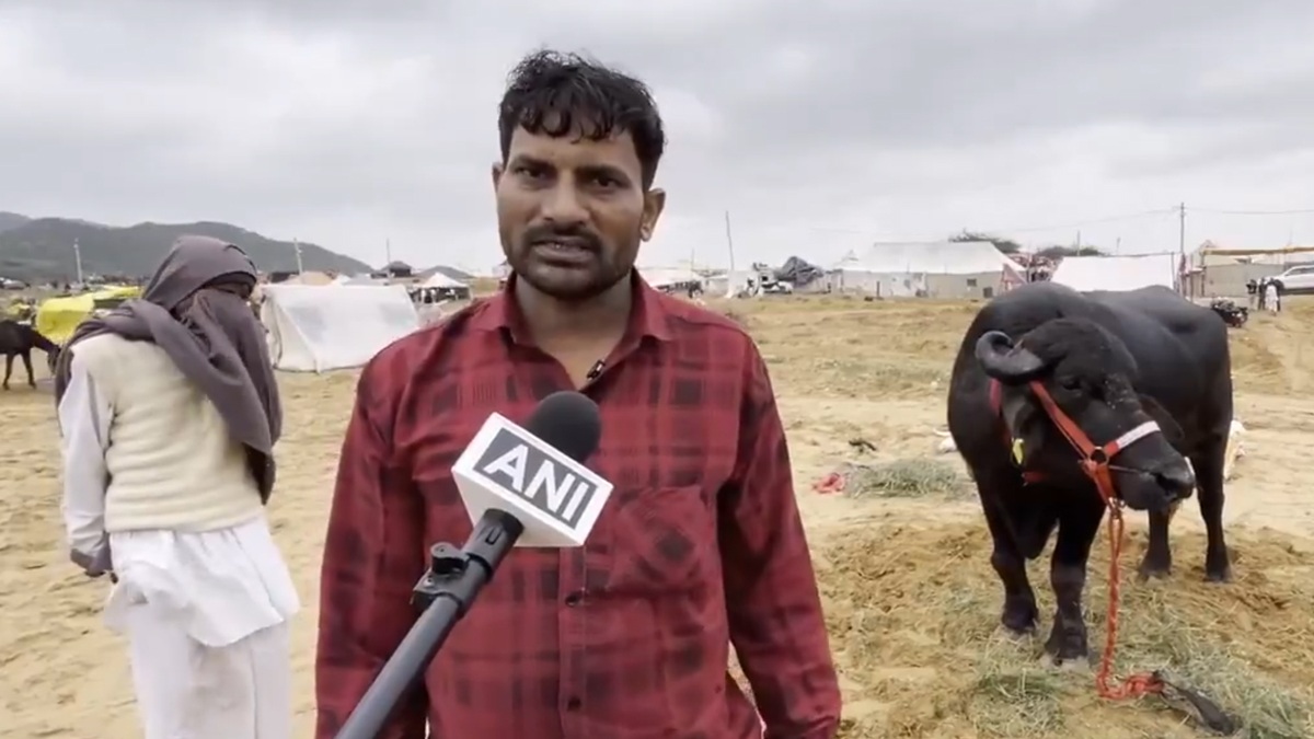 Buffalo Priced At Rs 35 Lakhs: মহিষের দাম ৩৫ লক্ষ, সোনায় মোড়ানো নাকি এই চারপেয়ে? দেখুন ভিডিয়ো