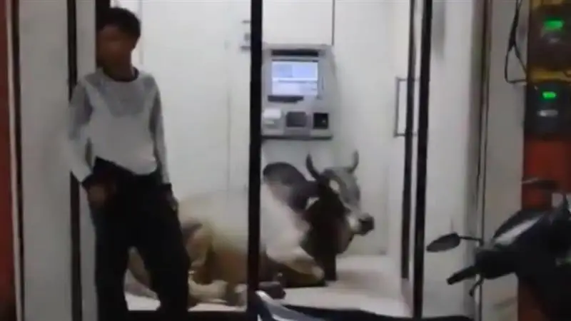 Bull Viral Video: গরমে এসি-র হাওয়া খেতে এটিএম-এ ঢুকে পড়ল ষাঁড়!ভাইরাল ভিডিয়ো