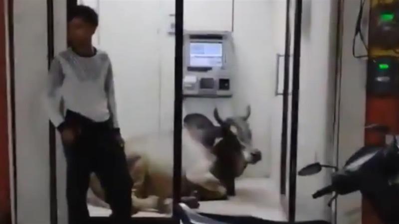 Bull Viral Video: গরমে এসি-র হাওয়া খেতে এটিএম-এ ঢুকে পড়ল ষাঁড়!ভাইরাল ভিডিয়ো