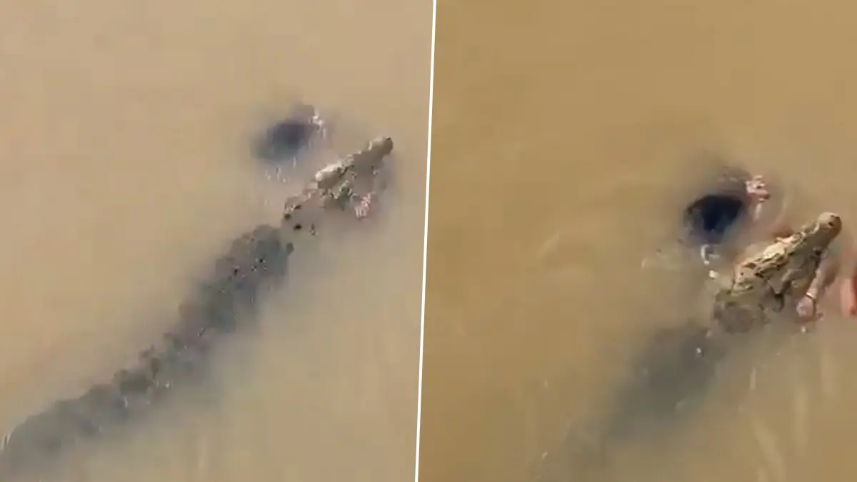 Crocodile Attack Video: ওড়িশায় নদী থেকে মহিলাকে টেনে নিয়ে গেল কুমীর, দেখুন ভাইরাল আতঙ্ক