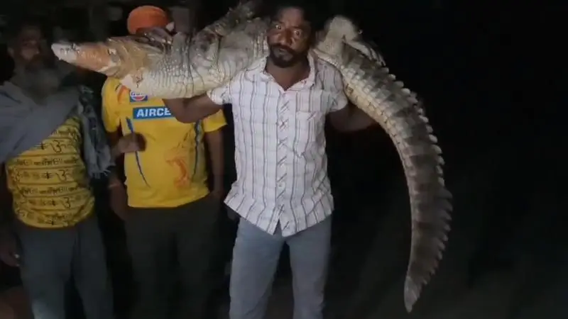 Kota Crocodile Viral Video: কাঁধে তুলে ৮ ফুটে কুমিরকে উদ্ধার যুবকের, ভাইরাল ভিডিয়ো