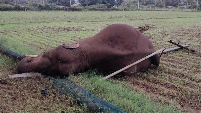 Tamil Nadu Elephant Dead: কোয়েম্বাটোরে বৈদ্যুতিক তারে আটকে বন্য হাতির মৃত্যু, ময়নাতদন্তের জন্য দেহ নিল কোয়েম্বাটোর বন বিভাগ