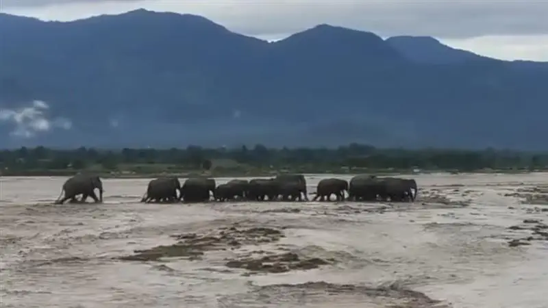 North Bengal Flood Video: মাঝ নদীতে আটকে পড়ল হাতির দল, উত্তরবঙ্গের বন্যায় অসহায় পশু, পাখিরাও, দেখুন ভিডিয়ো