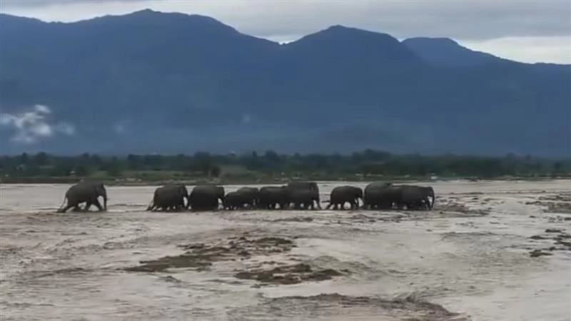 North Bengal Flood Video: মাঝ নদীতে আটকে পড়ল হাতির দল, উত্তরবঙ্গের বন্যায় অসহায় পশু, পাখিরাও, দেখুন ভিডিয়ো