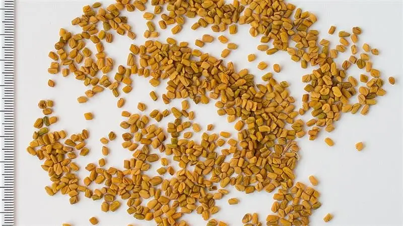 Fenugreek Water Benefits: মেথির জীবনদায়ি চমক, প্রতিদিন সকালে এক গ্লাস করে মেথি ভেজানো জল খান, যে অভাবনীয় পরিবর্তন দেখবেন তাতে অবাক হবেন, জানুন