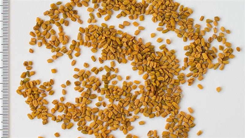 Fenugreek Water Benefits: মেথির জীবনদায়ি চমক, প্রতিদিন সকালে এক গ্লাস করে মেথি ভেজানো জল খান, যে অভাবনীয় পরিবর্তন দেখবেন তাতে অবাক হবেন, জানুন