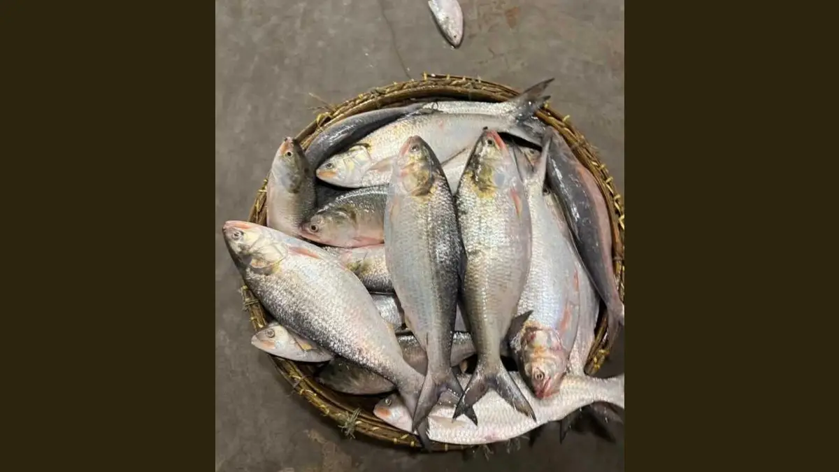 Bangladesh: যত কাণ্ড পড়শি দেশে, ইলিশ বাঁচাতে 'যুদ্ধে নামল' বাংলাদেশ? মোতায়েন ১৭টি যুদ্ধ জাহাজ, আকাশে উড়ছে ড্রোন