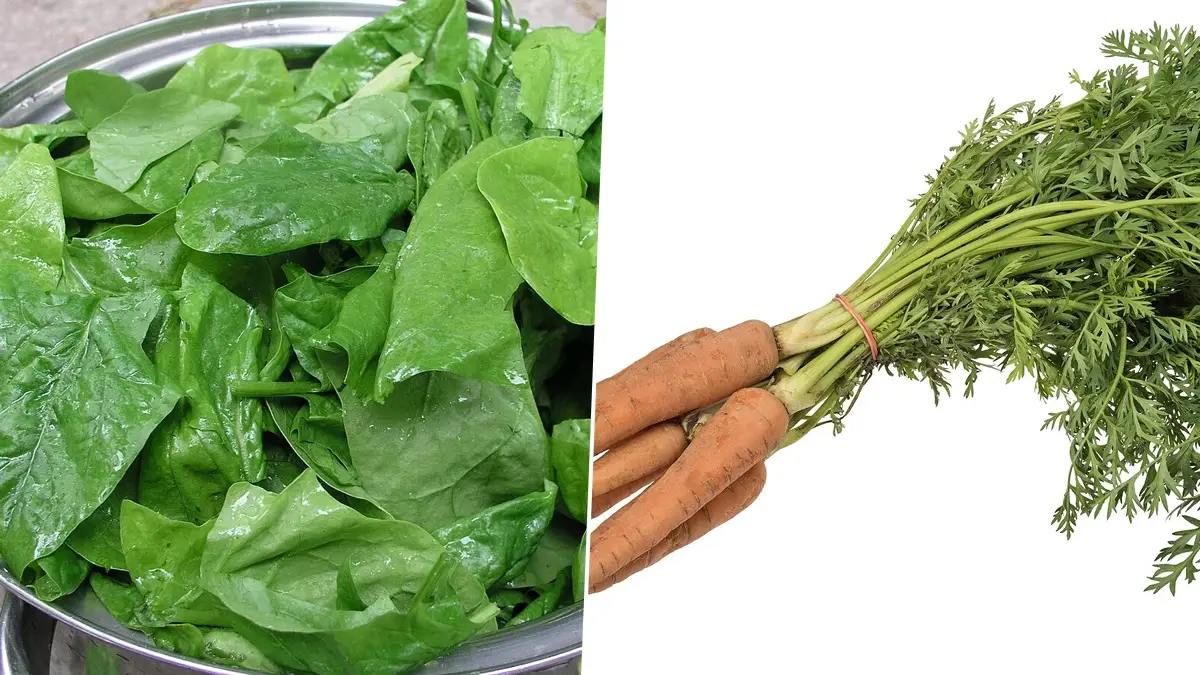 Super Food For Eyes: জরুরি কথা; পুঁই পাতা থেকে পালং, গাজর, মিষ্টি আলু, কোন কোন খাবারে চোখ থাকবে সুস্থ, উজ্জ্বল