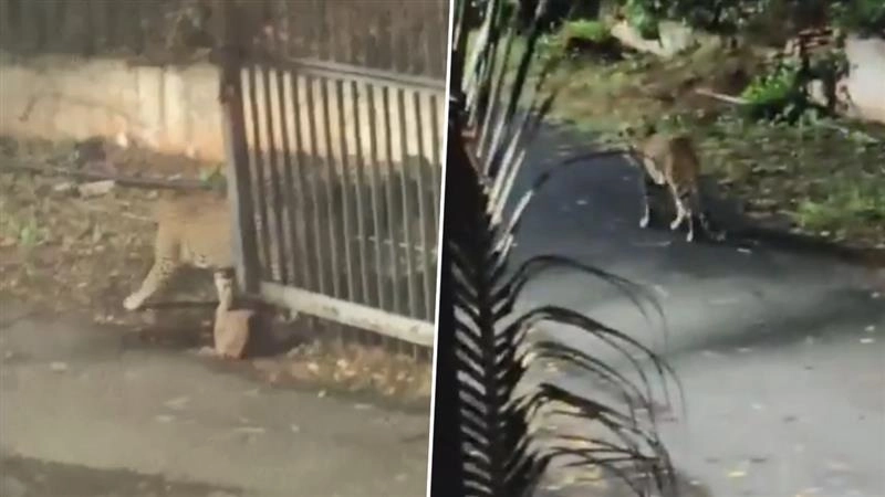 Leopard Video: রাতের আঁধারে ঘুরছে লেপার্ড, সুযোগ বুঝে ঝাঁপিয়ে পড়ছে, দেখুন আতঙ্কের ভিডিয়ো