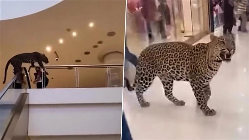 Leopard Video: শপিং মলে ঢুকে পড়ল লেপার্ড, দাপিয়ে বেড়াল গোটা এলাকা, গর্জনে ভয়ে ছুট মানুষের দেখুন