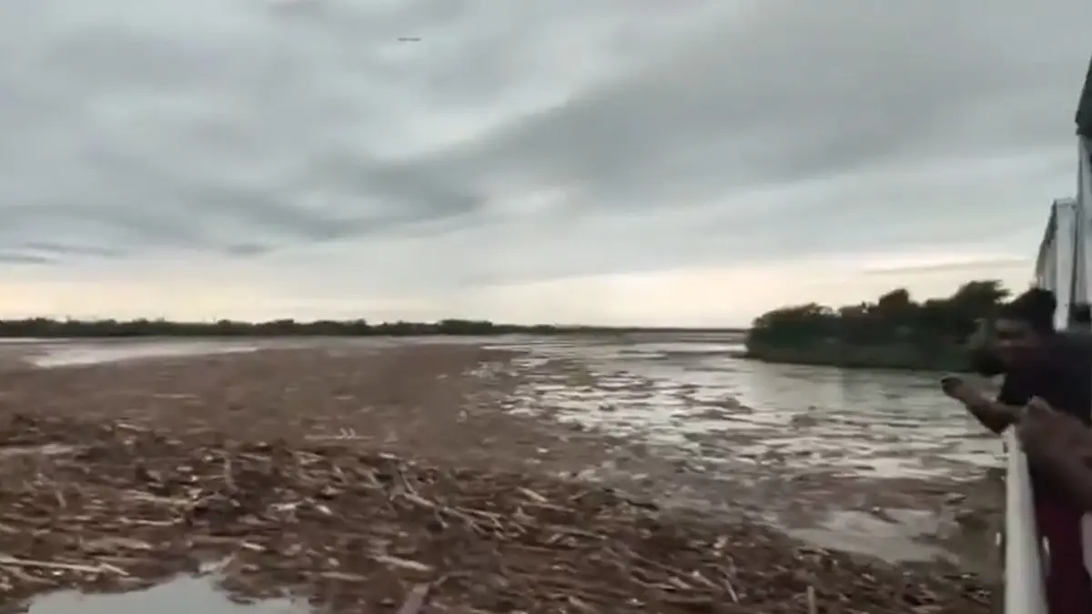 North Bengal Flood Video: 'পুষ্পার' দৃশ্য নয়, তবে জঙ্গল 'ভাঙতে' থাকায় তোর্সায় ভেসে আসছে শয়ে শয়ে কাঠের গুড়ি, দেখুন উত্তরবঙ্গের ভয়াবহ পরিস্থিতির ভিডিয়ো