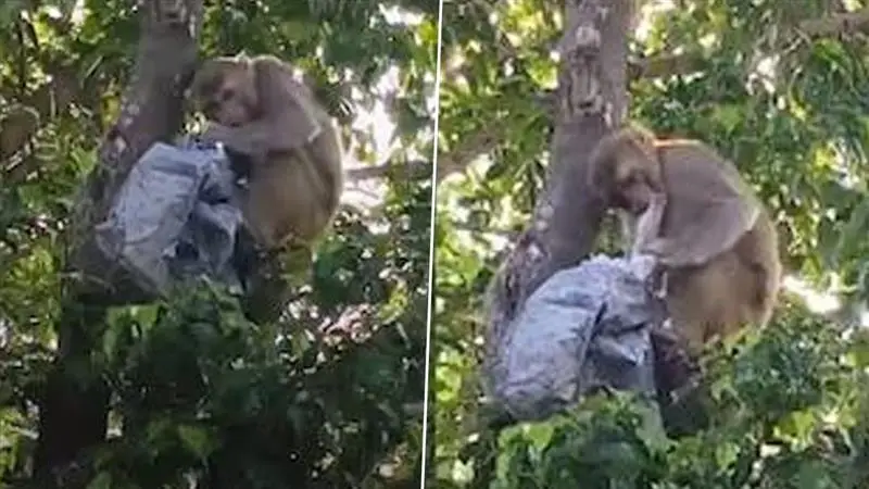 Monkey Viral Video: রাস্তায় টাকায় বৃষ্টি, গাছে উঠে কাণ্ড ঘটাল বাঁদর, ভাইরাল ভিডিয়ো