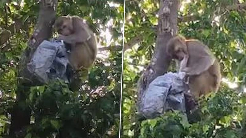 Monkey Viral Video: রাস্তায় টাকায় বৃষ্টি, গাছে উঠে কাণ্ড ঘটাল বাঁদর, ভাইরাল ভিডিয়ো