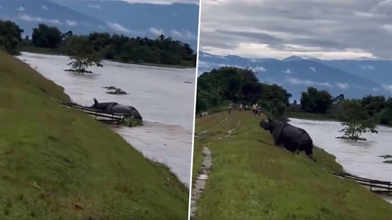 North Bengal Flood Video: বন্যা, ধসে ভেঙে পড়ছে উত্তরবঙ্গ, তোর্সার স্রোতের সঙ্গে লড়ে প্রাণ বাঁচানোর মরিয়া চেষ্টা গন্ডারের, দেখুন ভিডিয়ো
