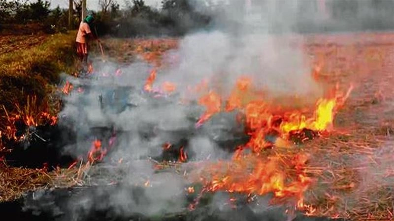 Punjab Farm Fire: সরকারি নিষেধাজ্ঞাকে উপেক্ষা, পঞ্জাবে একদিনে পোড়ানো হল ১৪৭টি ক্ষেতের ফসলের অবশিষ্টাংশ
